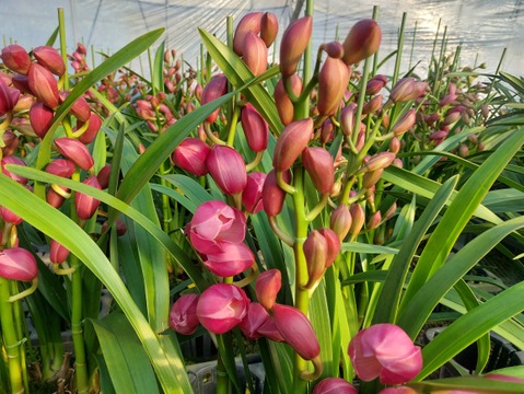 【コンパクトサイズ】シンビジウムスタンダード仕立て3本立