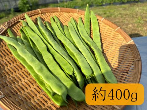 ジャンボインゲン スジ無し 調理簡単 お試しサイズ 宮崎県産