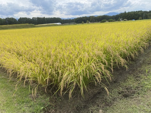 【令和7年度産】完全農薬不使用・化学肥料不使用・動物性堆肥不使用。天日乾燥。うるち米 玄米（コシヒカリ）5kg