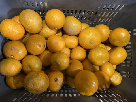 濃厚な味わい！【小玉＆選果落】紅八朔（べにはっさく）（５ｋｇ）