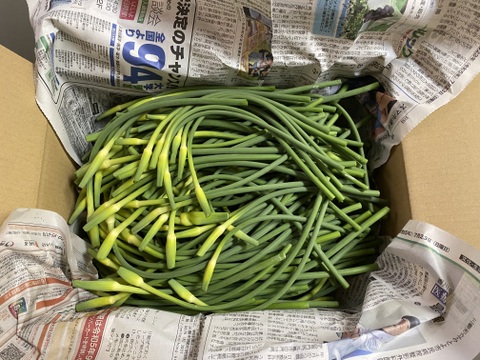 【超貴重】国産にんにくの芽　讃岐平戸　1kg