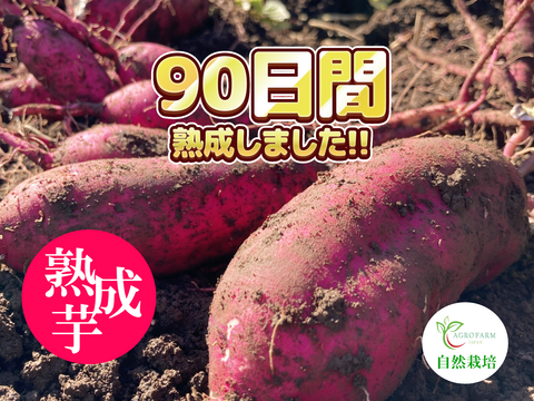 〇 90日間熟成しました 〇  熟成芋１０kg🍠農薬不使用　紅はるか（10kg）【期間限定・特別価格】