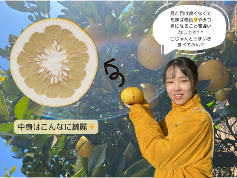 【訳あり７kg】果汁たっぷり！プリプリの土佐文旦　柑橘みかん　オレンジ