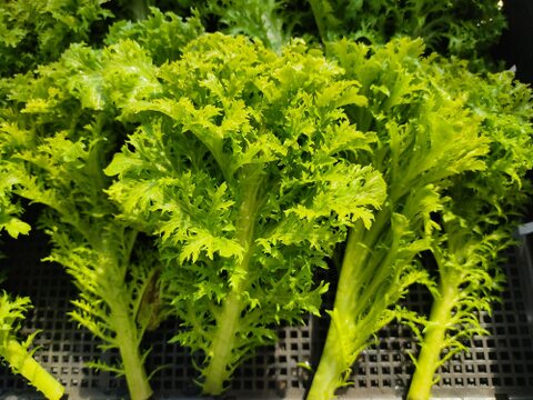 ✨【農家厳選】瑞々しさが自慢。毎日使える旬の野菜詰め合わせ（4～5品）✨