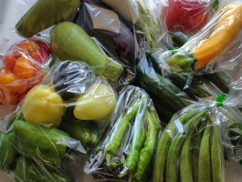 【夏ギフト】おー！カラフル！納涼★お祭りセット！カラフル野菜で猛暑払い！
～農薬/化学肥料・不使用