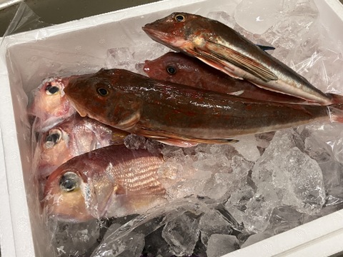 秋田県沖　荒波に揉まれた天然甘鯛BOX🐟1キロ