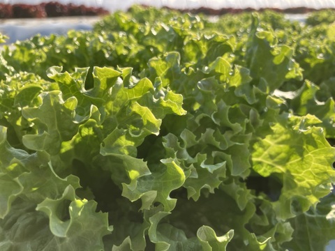 プレミアムグリーンリーレタス＆プレミアムサニーレタス