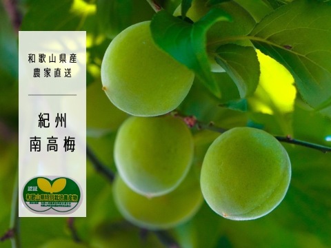朝もぎたて！ 紀州南高梅 青梅 1kg 【特別栽培】 訳あり：和歌山