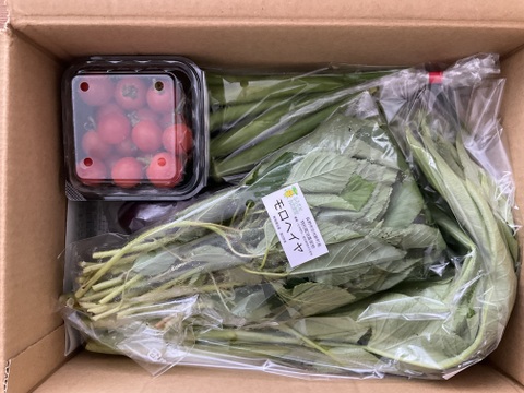 【少量サイズ♪】信州夏野菜セット10品目 お試しにも！