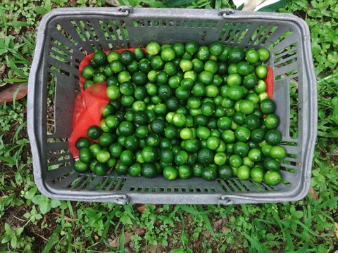 【期間限定】まとめてお得！！ シークヮーサー  6kg