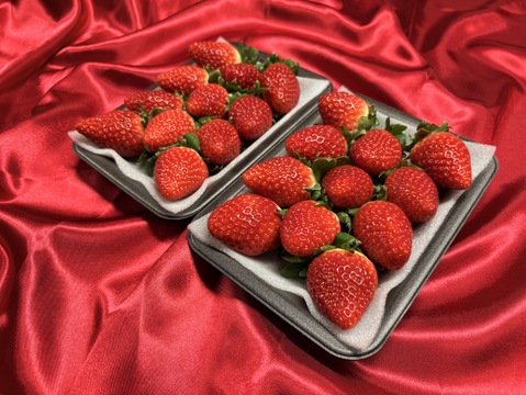 てぃあらふぁーむが届ける赤い宝石「いちごさん」中玉1箱約500g
