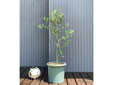 オリーブ 鉢植え 「ルッカ」 シンボルツリー 観葉植物