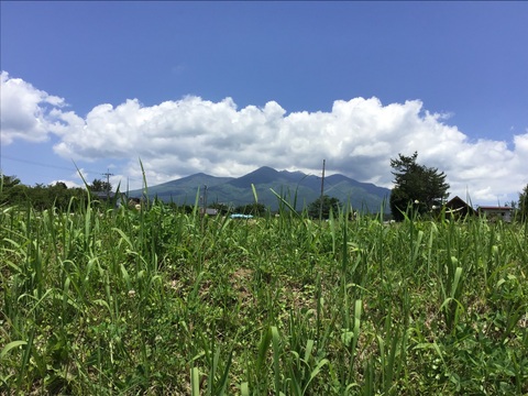 自然農で作りました！令和5年産もちきび400g