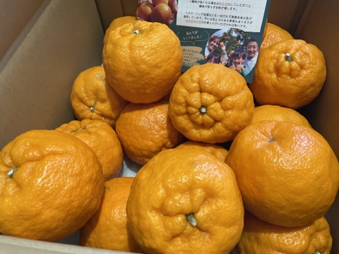 【香り豊かな甘ぷり】ポンカン　5kg　愛媛県産ポンカン