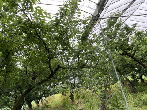 ★朝どり★甘いパリパリ★大粒さくらんぼ★紅秀峰　家庭用　約500g★ご家族で