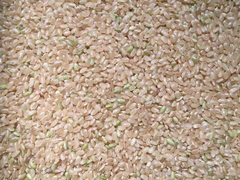 みやもと米　玄米5㎏