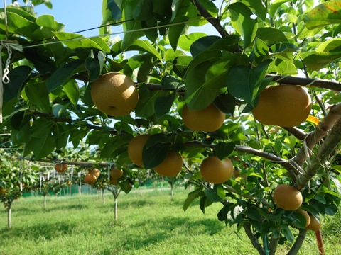 梨『幸水』　５kgサイズ箱　家庭用　シャリシャリ、ジューシーで大人気！！