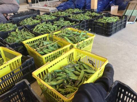 ＜訳あり＞だけど味は一級品！5月発送 春の味覚農家直送！甘くてしっとり房州そら豆4キロ。