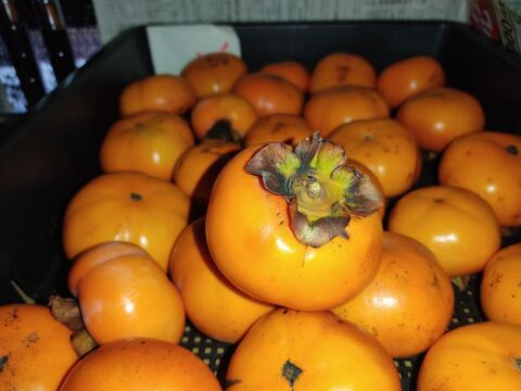 ✨規格外品！【甘柿（富有柿）】1.1kg（10～14玉）　農薬肥料不使用の自然栽培（お試しサイズ）✨