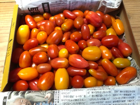 【農薬・化学肥料不使用栽培】フラガールトマト　大きさ・形不揃い　１ｋｇ