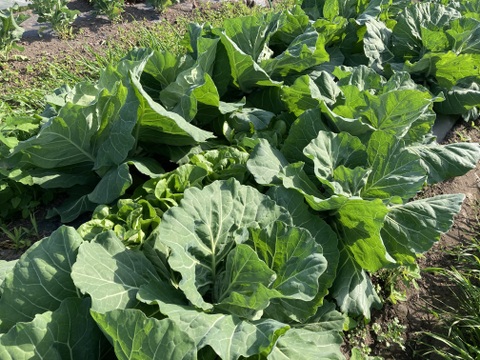 新鮮！旬の野菜セット【Lサイズ : 約7～8kg】【15品目】農薬・化学肥料不使用