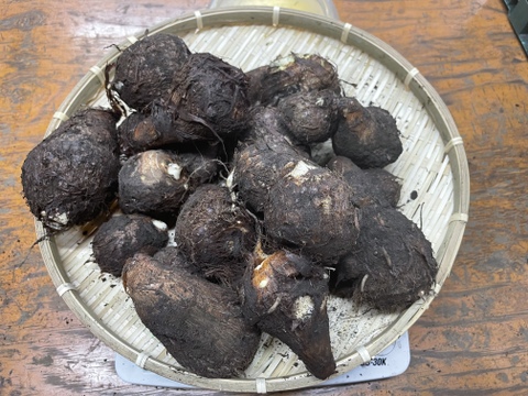 【熊本県産】土付き新鮮！良質な土と水で育てた里芋(2kg)