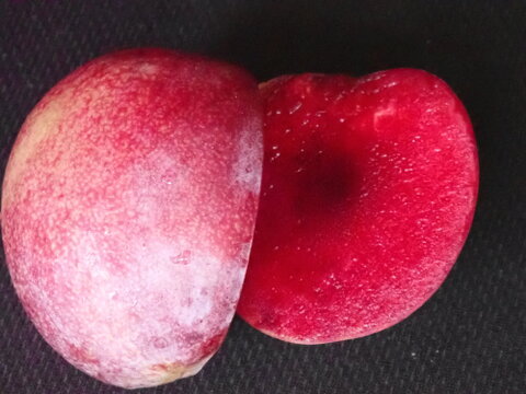 まっかな果肉のすもも　紅香（べにか）のしずく　約２Kg