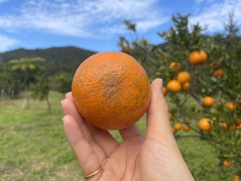 果汁たっぷり奄美産タンカン（ご家庭用・5kg）