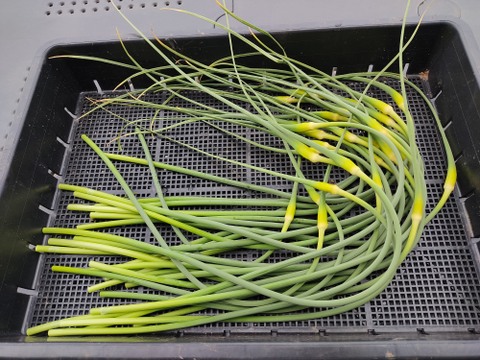 ✨希少！国産ニンニクの芽　約1kg✨採れたて直送｜やわらかく甘い春のごちそう🥬農薬・化成肥料不使用✨
