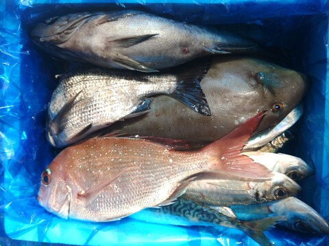 箱いっぱい！深浦の天然鮮魚セット（80サイズ）【母の日ギフト】などにもどうぞ！