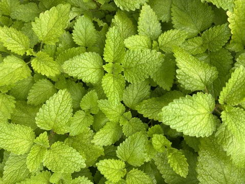 フレッシュハーブレモンバーム