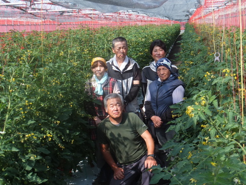 赤い宝石　ミニトマト『サンチェリーピュア』　1㎏（500gX
2袋 　約5パック分）