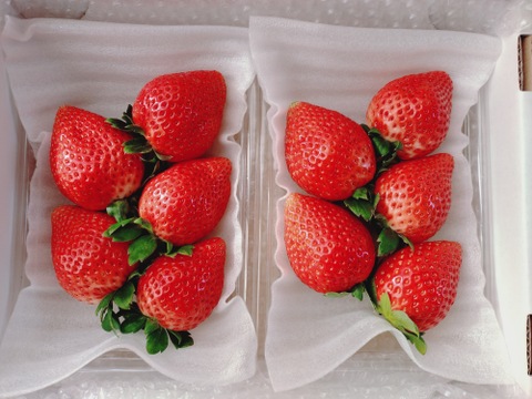 大粒！
厳選完熟とちあいか