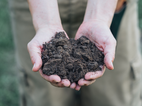 【2026年予約販売】甘さはじける！デラウェア1kg×２箱セット【お中元】