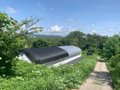 超希少❗️国産・芳醇・重厚【灰猫のひらたけ】鍋にすき焼きに❣️