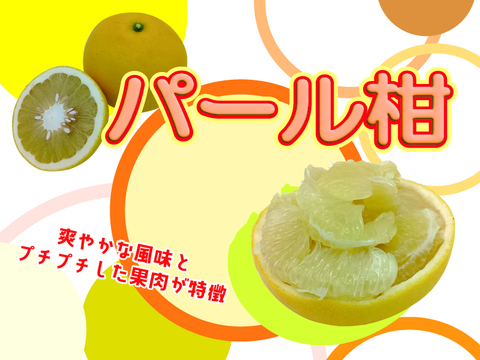ビッグで上品な甘み！『パール柑』【わけあり 4.0～4.5kg】