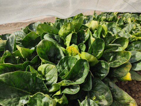 ✨農薬・化成肥料不使用の珍しい野菜フダンソウ300g+ほうれん草500g✨