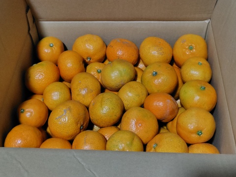 【１１月１８日～２３日収穫】見た目は悪いが味は良い。【選果落ち】早生ミカン１０kg。サンプル糖度9.6～11.2度