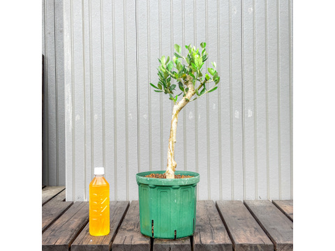 オリーブ 鉢植え タジャスカ｜育てやすい シンボルツリー・盆栽にも最適　7