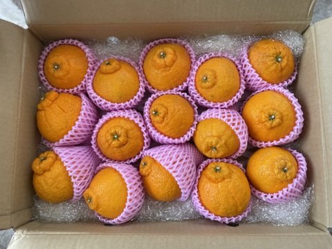 予約販売開始！！ 数量限定【不知火 露地栽培】5キロ箱13～18玉(3L～M) ２月上旬より順次発送！【冬ギフト】