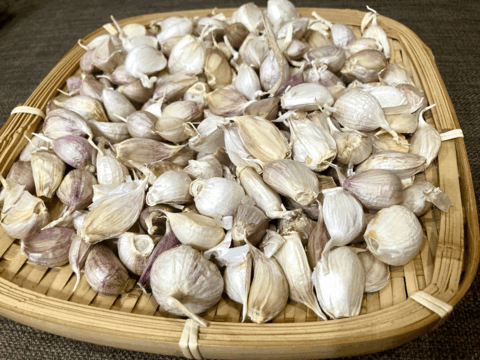 【訳あり】<令和7年産>くわはら農園のにんにく(嘉定種8片)バラ小粒500g　農薬・化学肥料不使用  (宅配便)