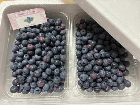 【新鮮！】【値下げ】朝摘みブルーベリーを夕方配送！1kg（500g×2p）