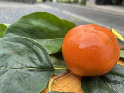 鳥取県八頭町産　輝太郎（きたろう）柿