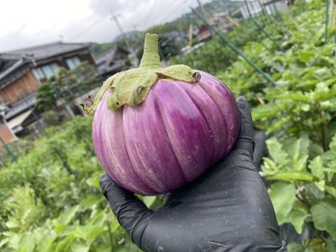 世界のワクワク届けます‼️ 野菜セット　80サイズ　4kg程度　約10品種