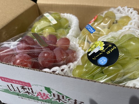 小ぶりなシャイン一族【希少な4種】詰め合わせ