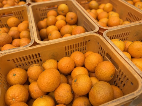 【栽培期間中：農薬・肥料不使用】125年の歴史と「垂直仕立て」が育む生命力溢れる紅甘夏（大崎下島産）無選別10㎏