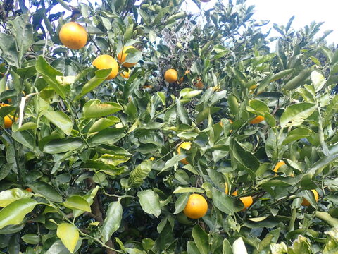 【新品種】グレープフルーツ5kg　和歌山県産　サイズ混合 　農薬節減　即日発送　お試し特価