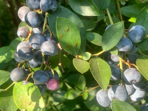 まじりっけなし！自然栽培『ジャム用 生ブルーベリー』1kg