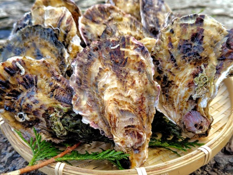 京丹後・久美浜産　殻付き牡蠣［加熱用］　4ｋｇ（40~50個前後）