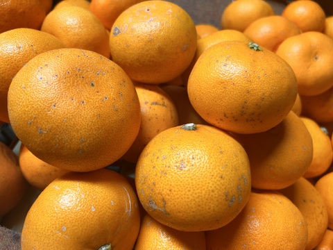 [発送開始！] 愛媛県産 せとか 家庭用 5kg